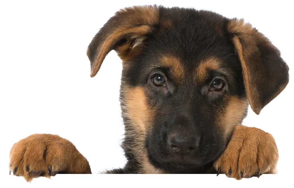 Murphy webp