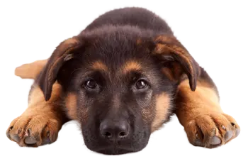 A german shepherd puppy lying on the floor
